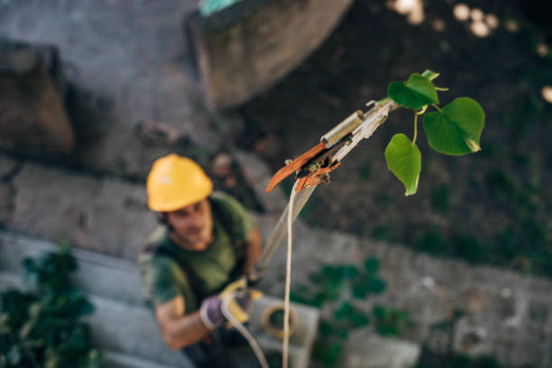 The Steps Involved in Our Tree Care Process in Galesville, WI